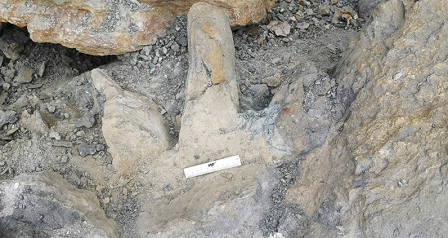 icnita-teropodo-llastres