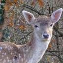 Imagen Prehistovisitas a los cercados de animales