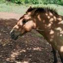 Imagen Visitas a los cercados