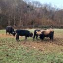 Bild Visita exterior a los cercados