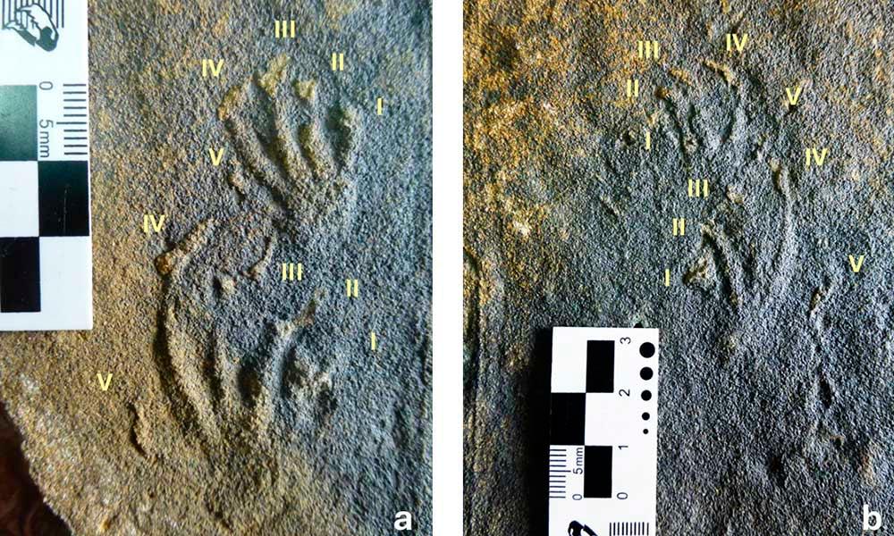 Ir a Imagen El equipo científico del MUJA y la Universidad de Geociencias de China documentan en Asturias los primeros rastros de lagartos jurásico de Europa
