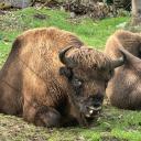 Imagen Prehistovisitas a los cercados de animales