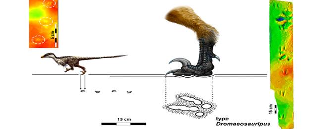 Aller à Image El MUJA participa en el estudio de las huellas de dinosaurios raptóridos más pequeñas del mundo descubiertas en Corea del Sur, con una edad de 110 millones de años