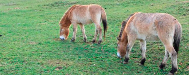 Vai a Immagine El Parque de la bienvenida a los caballos przewalski con una visita especial este sábado