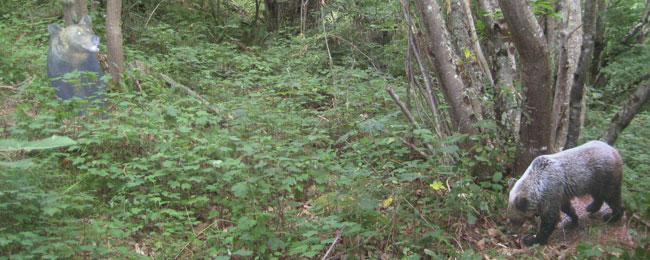 Aller à Image El Parque acoge la muestra fotográfica “Los tamaños del oso”