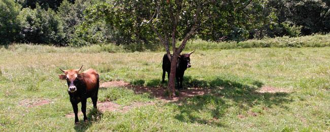 Ir a Imagen Nuestros neo-uros ya tienen nombre: Laura y Mauro