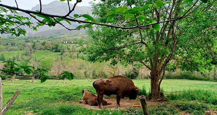 Aller à Image Día del Medio Ambiente y ciclo de talleres en el poblado, en el Parque de la Prehistoria de Teverga
