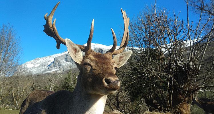 Ir a Imagen Día de la Naturaleza en el Parque de la Prehistoria de Teverga