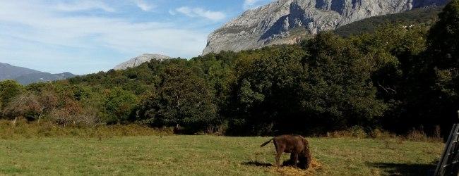 Ir a Imagen Un nuevo ejemplar hembra de bisonte europeo se incorpora al cercado de animales del Parque de la Prehistoria de Teverga