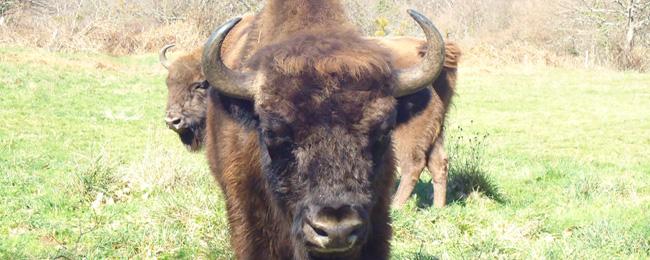 Go to Image El Parque  recibe a los dos ejemplares de bisonte europeo con visitas guiadas gratuitas al cercado el 8 y 9 de marzo