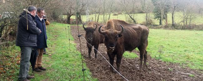 Ir a Imagen El Parque incorpora este año dos ejemplares de neo-uros y un nuevo ejemplar hembra de bisonte europeo