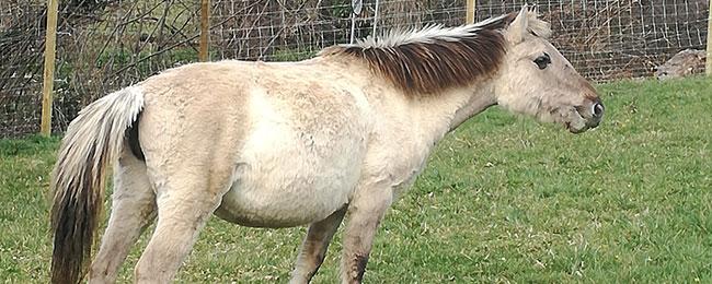 Ir a Imagen El Parque de la Prehistoria de Teverga incorpora dos ejemplares de caballos tarpanes