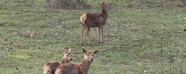 Ir a Imagen El Parque de la Prehistoria de Teverga incorpora tres ejemplares de gamos y tres ciervos