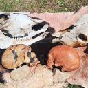 Imagen Háblame, cráneo